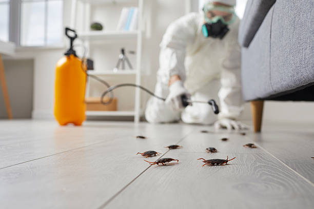 Commercial Kitchen Cockroach Control in Cottage City